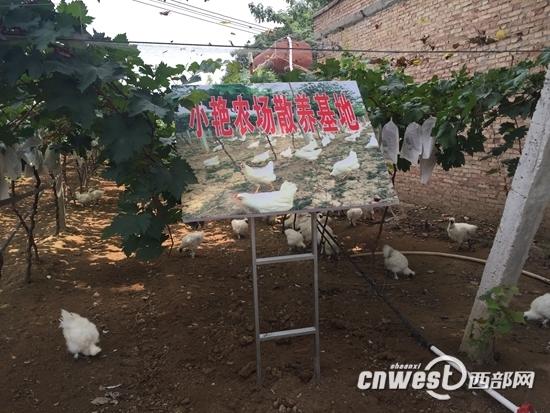 好吃的葡萄是怎样种出来的?走!跟健康农产品陕西行去看一看.