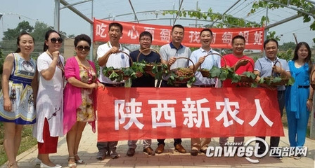 健康农产品陕西行走进高陵葡萄姐姐葡萄庄园